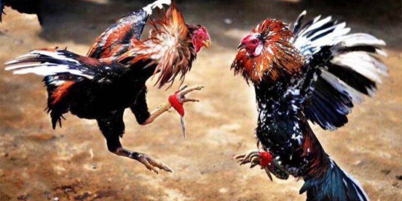 Khi tham gia, bạn sẽ được cọ sát kiến thức với nhiều sư kê chuyên nghiệp